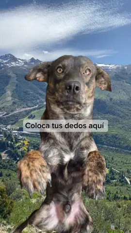 #puppylove #doglover #fyp #perros #paratiiiiiiiiiiiiiiiiiiiiiiiiiiiiiii 