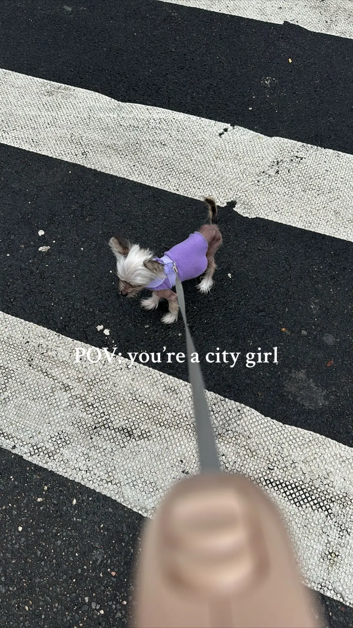 #dogsoftiktok #nyc 
