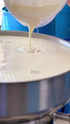 💡 ¿Sabías qué es descremar la leche? 🥛✨ Con este proceso separamos la crema de la leche para lograr la mejor textura y calidad en cada producto Nutrinat 🐄🍮. 📞 Contáctanos: 311 899 6935 #cucutanortedesantander #arequipe #curiosidades #enprendimiento #fyppppppppppppppppppppppp 