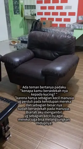 #CapCut Meong Jecko..sehat2 ya