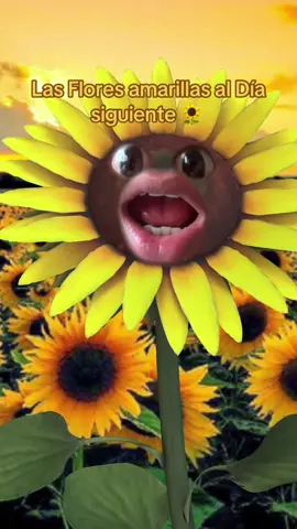 La flores amarillas al día siguiente 😅#floresamarillas #21deseptiembre #primavera #paratiiiiiiiiiiiiiiiiiiiiiiiiiiiiiii #fyppppppppppppppppppppppp 