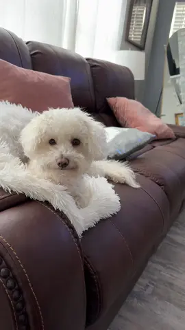 Play this noises for your dog and see there reaction #dogs #pets #funnyvideos #noises #funny 