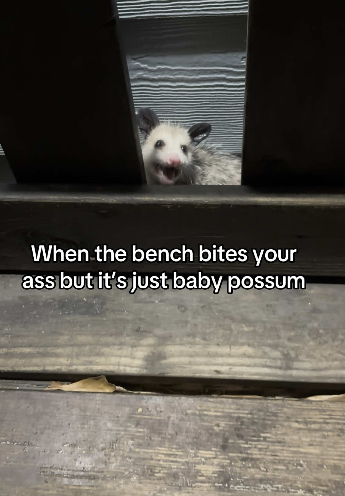 He didn’t actually bite my ass tho #babypossum #possum #fyp 