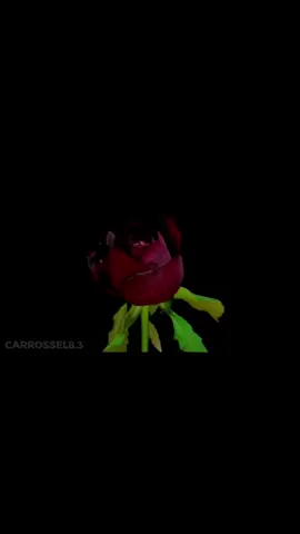 Não Sei Dançar 🎶🎵||#mpb #lyricsvideo #lyrics #musica #edit     Minha Música de Novembro 