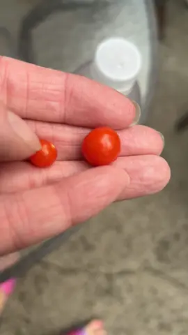 I found the tiniest cherry tomato!!! #tomato #tinytomato #garden #princessjumpy 