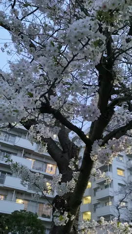 Так 5 сантиметров в секунду или нет? #жизньвяпонии #япония #lifeinjapan #japan #сакура 