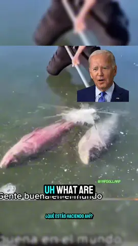 Ice? What??? 🥷  #yapdollar #fyp #LanguageLearning 