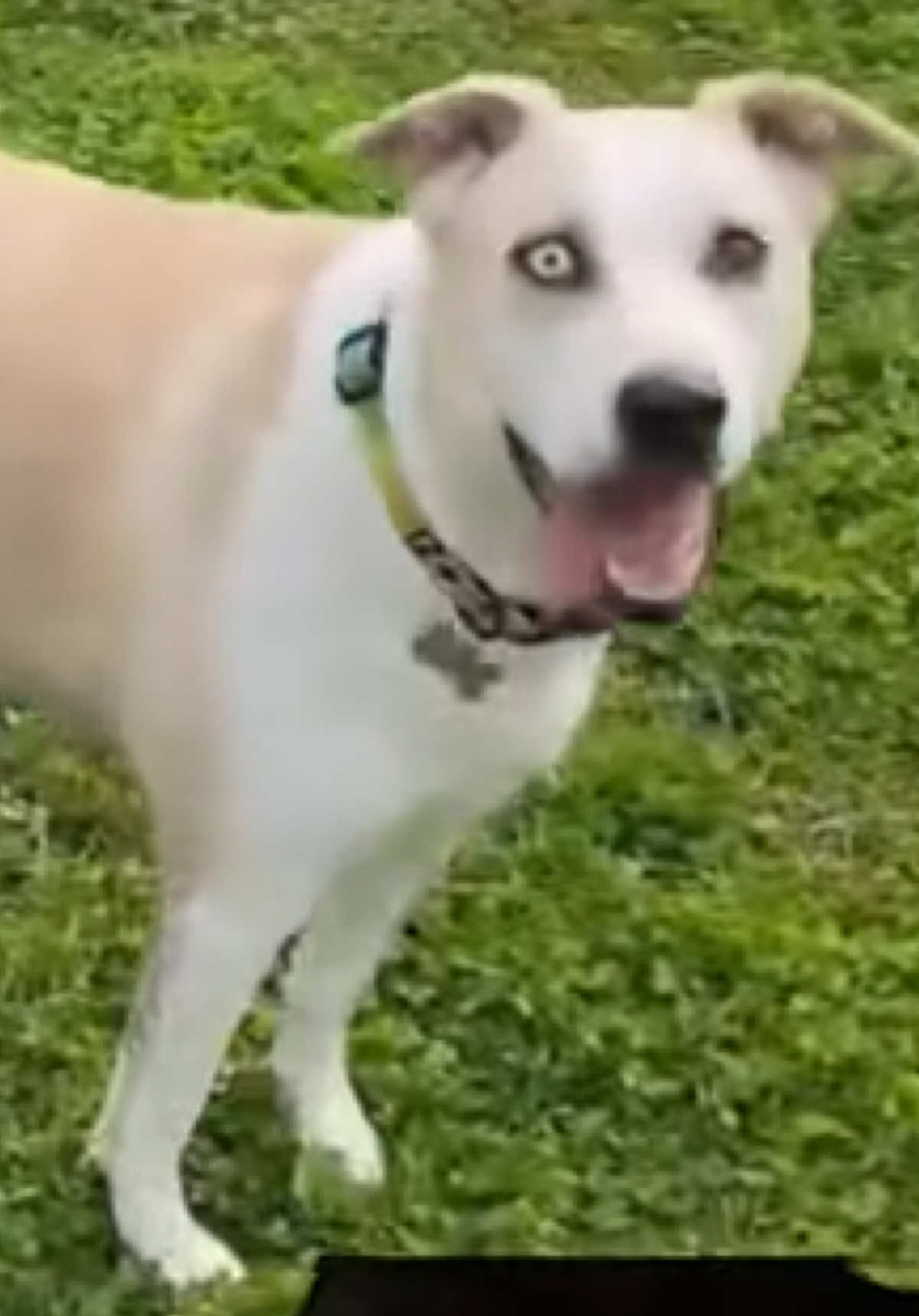 At least you’re here to see my video 🤷‍♀️ I don’t care! I love it. I don’t care! I’ll post it 😜 #dog #dogsoftiktok #doglover #idontcare #dogmom 