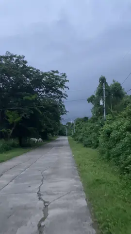 free to story  #trending #freetostory #vibes #nature 