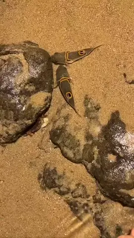 Fugu fish #fugu #florida #ocean 