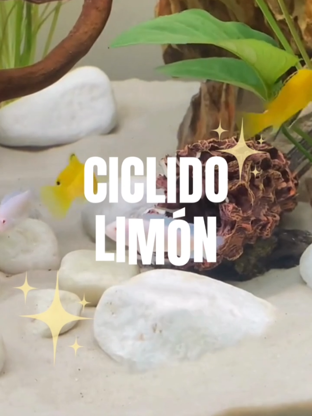 😱 ¿Un pez que parece brillar como el sol? ☀️🐠 Así es el Cíclido Limón, pura energía y color dentro de tu acuario 💛 #trujilloperu🇵🇪 #ciclidolimon #acuario #Viral 
