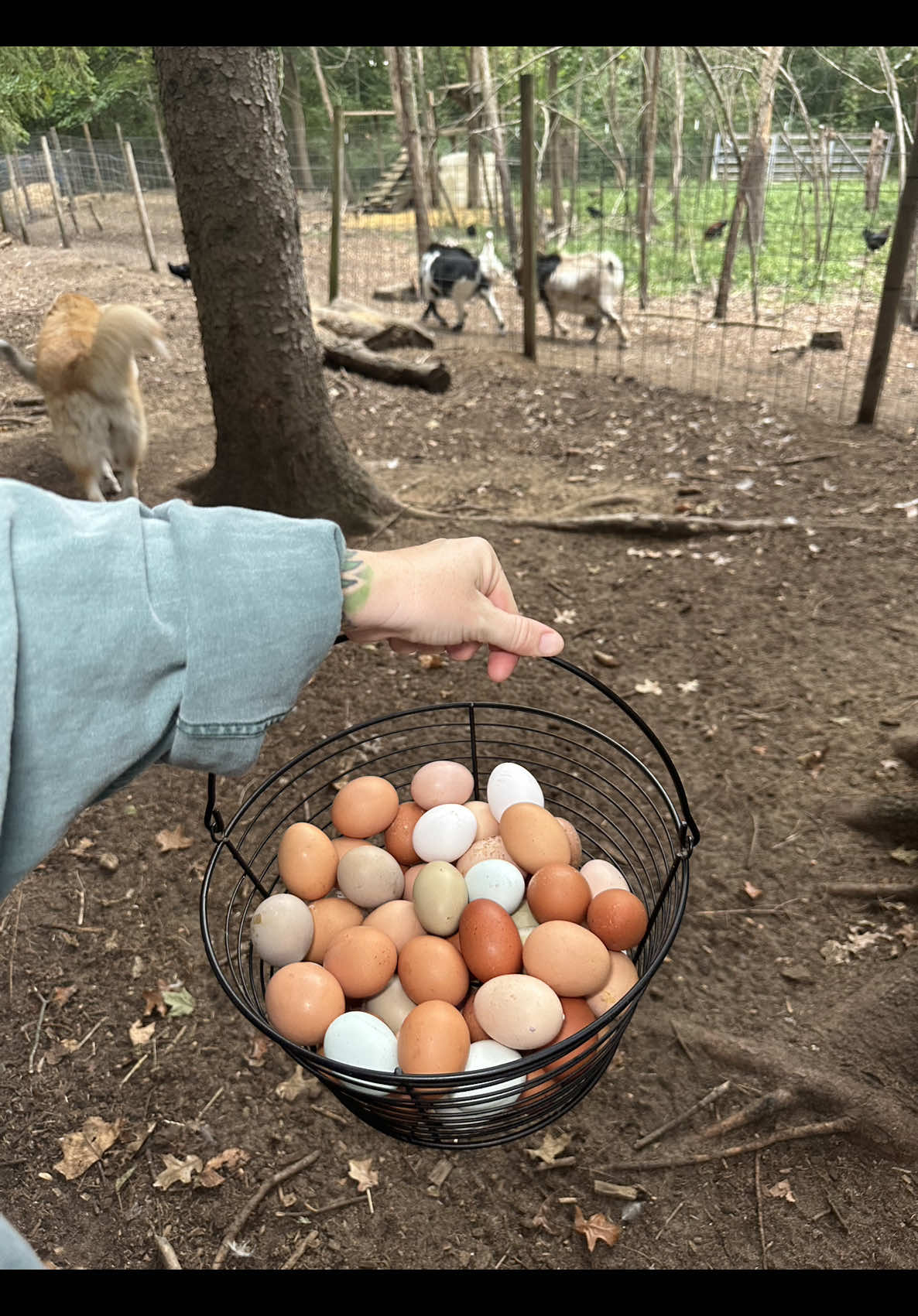 Replying to @d early egg collecting before the rain ☔️ #eggcollecting #lauxfamilyfarm 