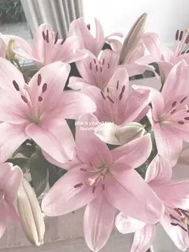 pink is your all time favorite color.. 🎀 #favoritecolor #foryoupage #pinkgirlies #viral #pinkaesthetic |  here u go , @b🦕💋🎀 !! :) 