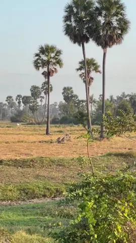 #ចម្រៀងខ្មែរviral🌺🌾 Video by អតីតកាល