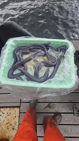 Slime Eels are on the menu boys! Who's hungry!?!? #hagfish #slimeeels #eels #alaska #commercialfishing 