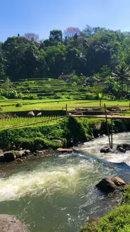 Sampurasun,Ngopi di sini memang cocok#reels__tiktok #kampungkuring #lemburkuring #suasanapesawahan #suasanapedesaan #pemandanganalam #airjernih #sungai #tasikmalaya_jawabarat #fyp #fyp 