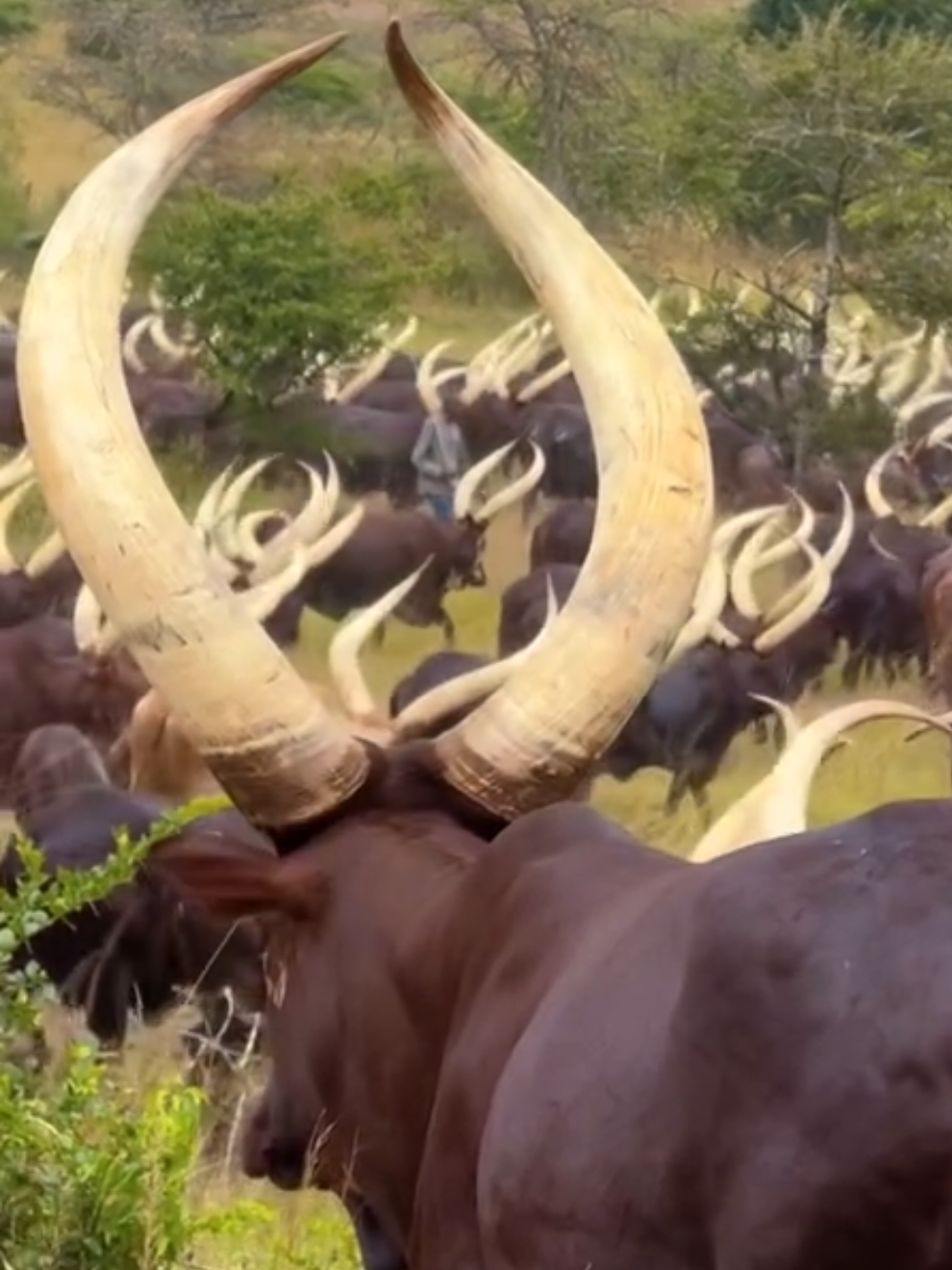 Karamojong longhorn cows, also known as Ankole Longhorns, are cattle integral to the culture of the Karamojong people of Uganda. These hearty, adapted cattle provide vital resources like meat, milk, hides, and horns, which are used for food, clothing, tools, and even medicine. The cows are central to the Karamojong's social structure, with large herds used for bride price and to gain community respect, reflecting a deep cultural connection and reliance on these long-lived, drought-resistant animals.   Day at the Farm #ankole #cow #culture #mombasastaycations #ugandatiktok 