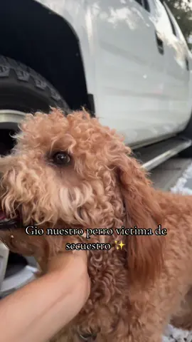 Déjenme sus tips! #paratiiiiiiiiiiiiiiiiiiiiiiiiiiiiiii #storytime #mascota #mascotastiktok #story 