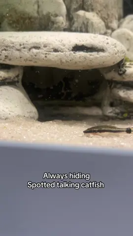 #spottedtalkingcatfish #catfish #fyp #fish #fishtank 