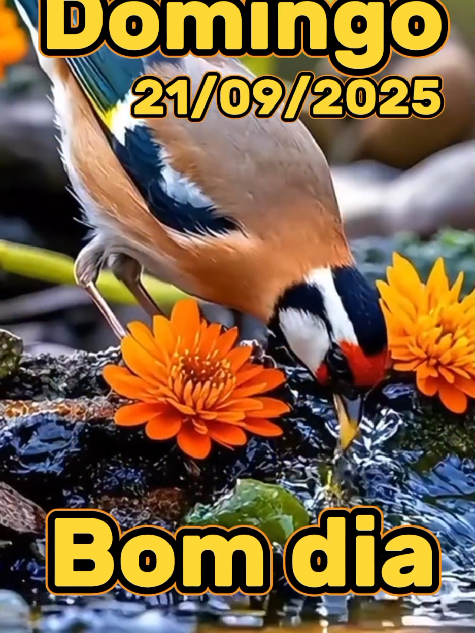 BOM dia domingo  #reflexao #status #gratidao #deus #bomdia 