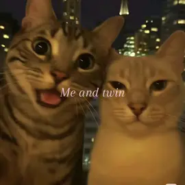 #fürdich #viral #cats #twin 