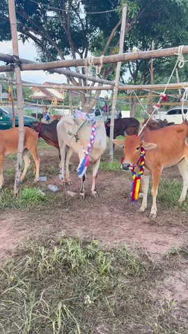 :โอ่งแดง_ถนนด้วน🤍🐂