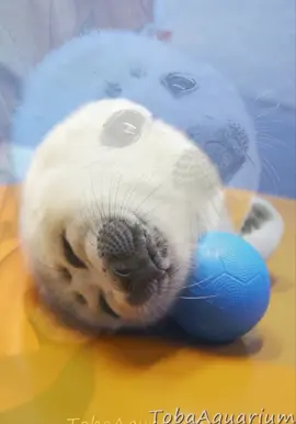 AWWW #NIKOCHAN|| #seal #fypシ゚ #tobaaquarium日本🇯🇵 #nikotheseal 