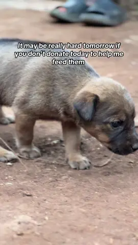 Am losing hope don’t know how to make it tomorrow if you don’t donate because the fur friends are going hungry  #supportbadrudogshelter  #Everybitcounts  #fyppppppppppppppppppppppp 