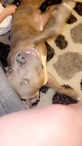 Haha I love our spud.🩵 #fyp #myboy 