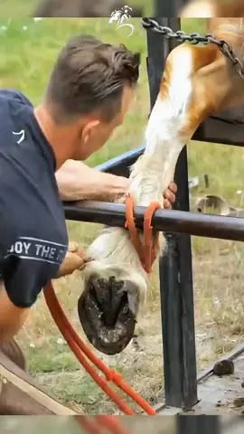 #horse #horserescue #farrier #farriersoftiktok #farriersontiktok #rescuehorse #asmr #satisfyingvideos #asmrsounds #fyp