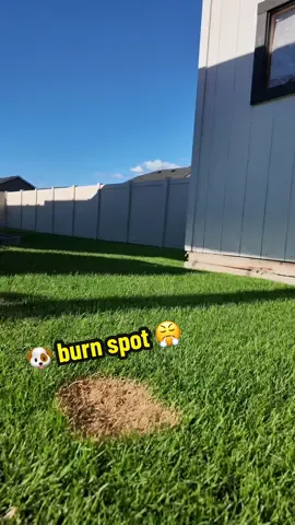 Let’s fix this burn spot! #lawncare #lawntok #fyp #reelmower #dogpee@Twincityseed @Rolux Global@SimpleLawnSolutions 