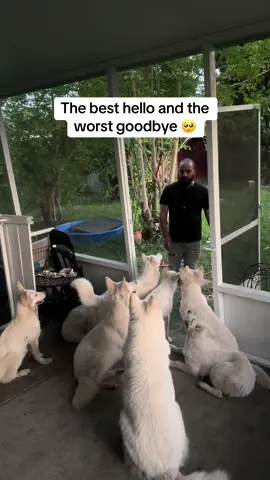 Hello #puppy #swissshepherd #husky #yorkie #mijagoesfirst 