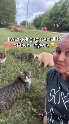 Farm life #cat #catsoftiktok