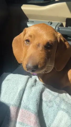 Rattlesnake 1 Winnie 0 #dachshundsoftiktok #fyp #trending 