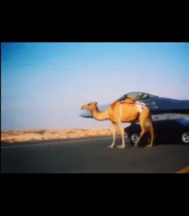 #targetaudience #pourtoi #fyp #dubai #luxury 