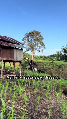 #ladangpadi #sawit #labura
