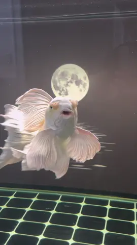 Bao nhiêu điểm cho vũ công này đây ạ #chepphitan #cachepsututrang #cacanhdep 