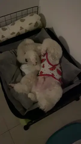 này là ngủ mà nằm mơ thấy mình đang làm hề hả ta 😳😳 #poodle 