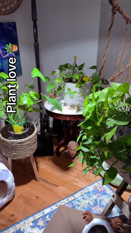Love on your plants 🪴 a little. @SOUTHSIDE PLANTS #plantcare #plants #plantwatering #plantsoftiktok #plantlover 