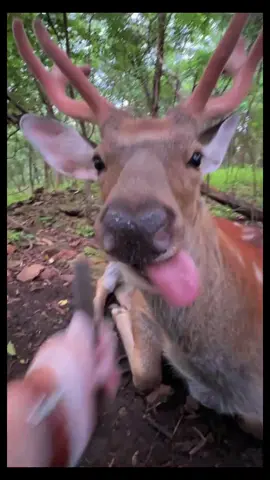 “Can I pet you?” #deer #lovely #cute 