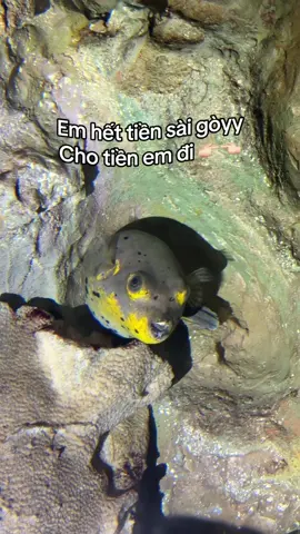 Ox ơi #GreenCreator #VinWonders #dulich 