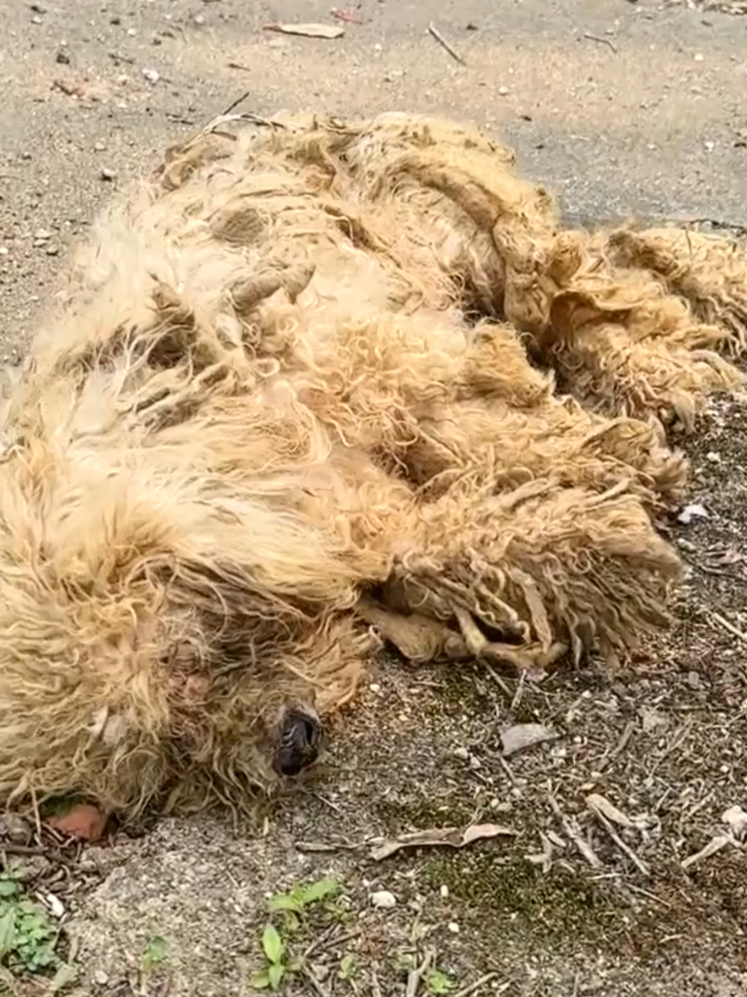 I was at the gate of my house when I saw a poor stray dog ​​lying unconscious on the other side of the street. I immediately ran out to see and discovered that the little dog had fainted from hunger. I immediately gave it water and some food to help it regain its strength, then brought it into the house to take care of it.#lovesolution #animallovesolution #rescue #fyp #animals #puppy