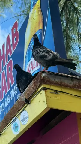 sure let’s pretend they weren’t bred and domesticated by humans just to be abandoned when they no longer served a purpose and treated like garbage just for existing in the world we created…. sure yeah let’s yell at them for wanting food…. #pigeons #birds 