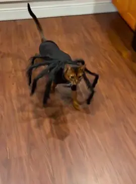 Cat Halloween 🎃 #cat #funnycat #halloween #cats #funnyvideos #fyp 