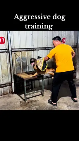 Aggressive dog training tips #DogTraining #dogtrainer #dogsoftiktok #PetsOfTikTok #dogtrainingtips 
