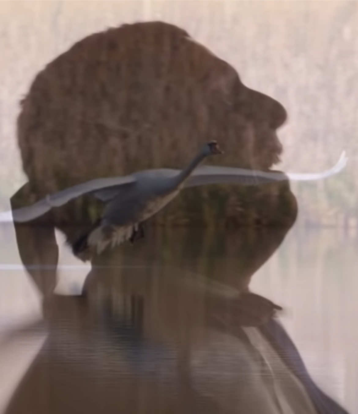 #punchdrunklove #fakemink #bird #adamsandler 