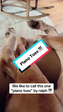 Piano Toes 🎹 #pianotok #pianist #dogsoftiktok #dogtok 