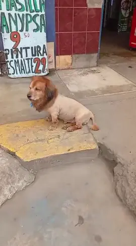 Cuanto cuesta ese animalito? 🤑#fyp #viral #paratiiiiiiiiiiiiiiiiiiiiiiiiiiiiiii #tik_tok #parati 