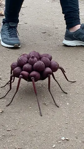 Field Notes: October 12, 2024 Location: Riverside footpath, city park Encounter Summary: I logged Umbellarachne vinacea, known to joggers as 