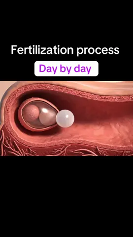 #fertilization #anatomy #biology #medical 